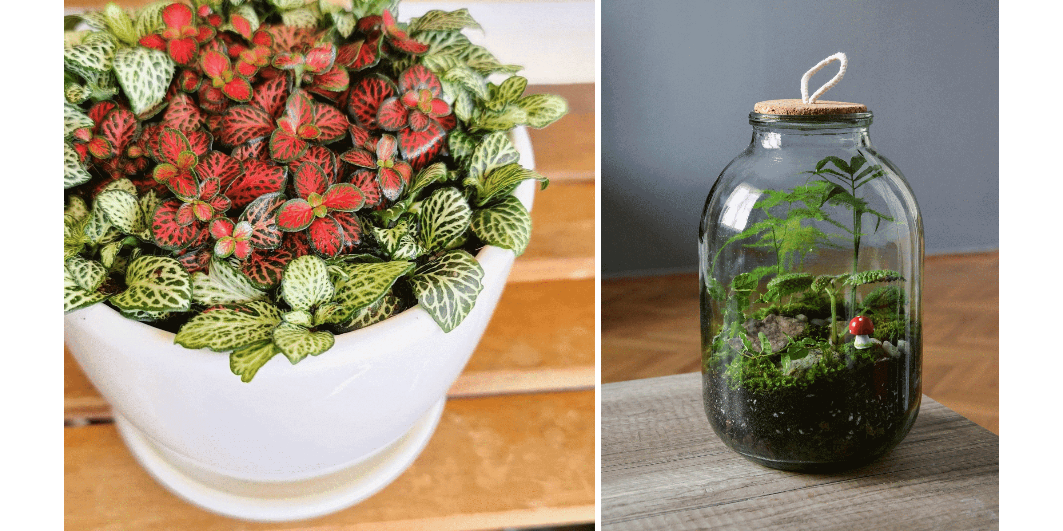How to create a DIY bottle garden